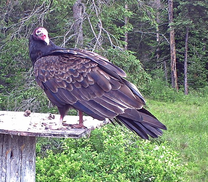 TurkeyVulture_061111b.jpg - Turkey Vulture